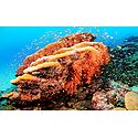 Corals of Lakshadweep