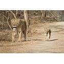 Lioness with Cub in Gir Forest, Gujarat