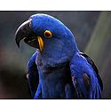 Blue Parakeet - Photographic Print