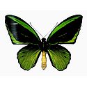 Green Birdwing Butterfly - Photographic Print