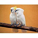 Photo Print of Cockatoo Couple