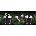 Get Together of Flamingos
