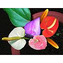 Colorful Anthurium