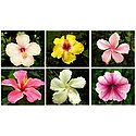 Set of 6 Colorful Hibiscus Photos
