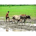 Farmer Ploughing Field near Sanchi - Madhya Pradesh, India