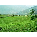 Temi Tea Garden in Ravangla - South Sikkim, India