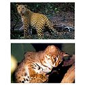 Panther and Rusty Spotted Cat - Set of 2 Postcards