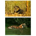 Asiatic Lion and Royal Bengal Tiger - Set of 2 Postcards