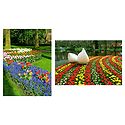 Keukenhof Garden in Netherlands  - Set of 2 Postcards
