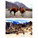 Polo Match at Leh and Double Hump Camels in Nubra Valley, Ladakh - Set of 2 Postcards