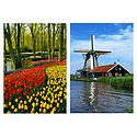 Keukenhof Tulip Garden and Windmill, Netherlands - Set of 2 Postcards
