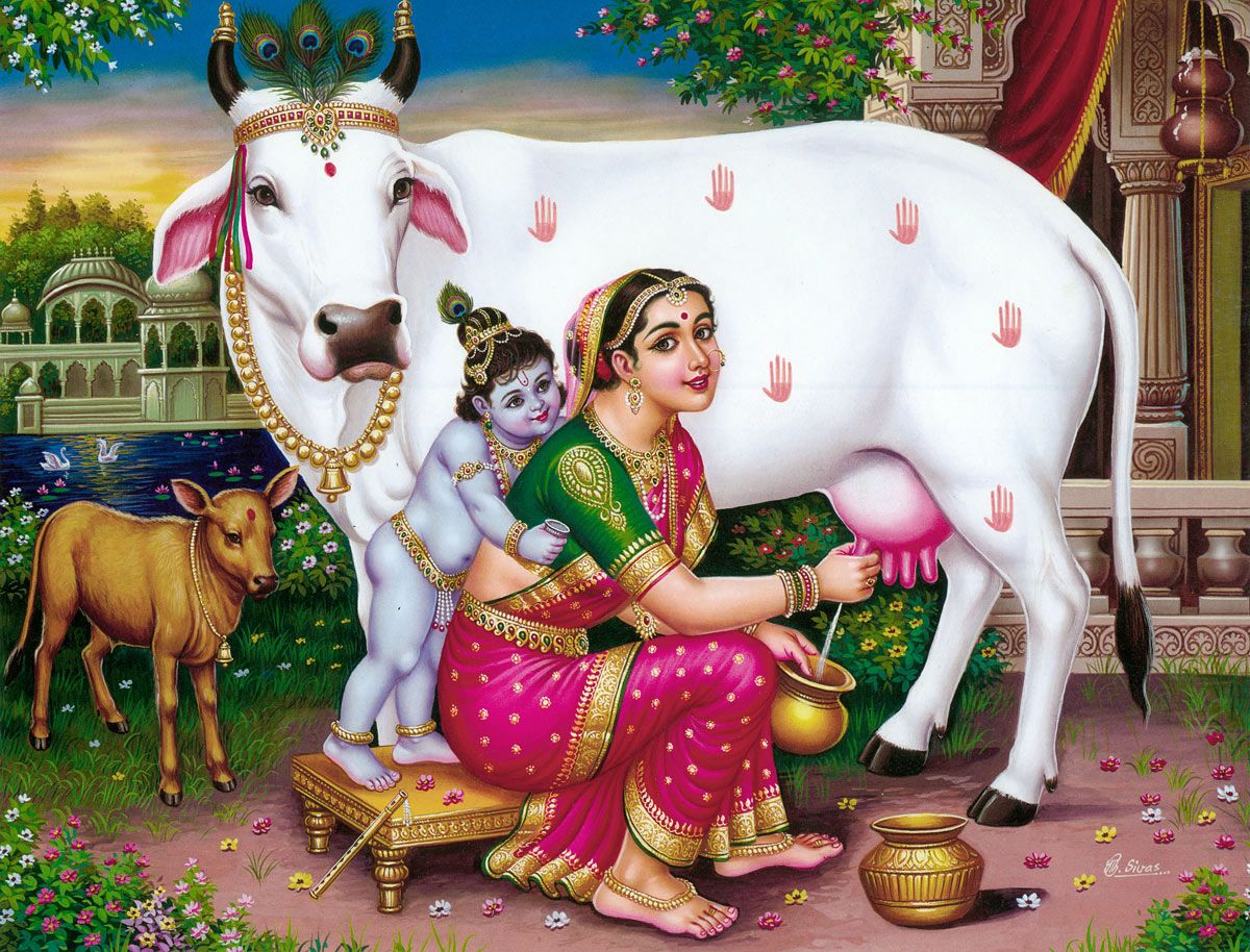 Krishna Watching Yashoda Milching Cow