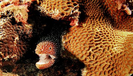 Fish inside the Coral Reef of Lakshadweep