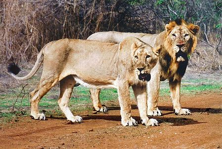 Lion and Lioness in Gir Forest, Gujarat