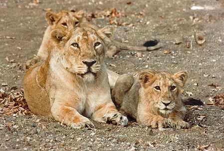 Lioness with Cubs in Gir Forest, Gujarat