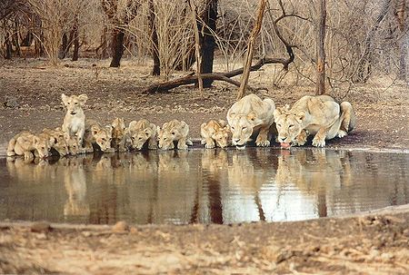 Two Lioness with Cubs in Gir Forest, Gujarat