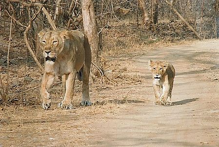 Lioness with Cub in Gir Forest, Gujarat