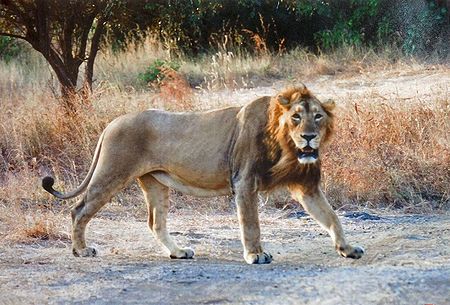Lion - King of the Jungle in Gir Forest, Gujarat