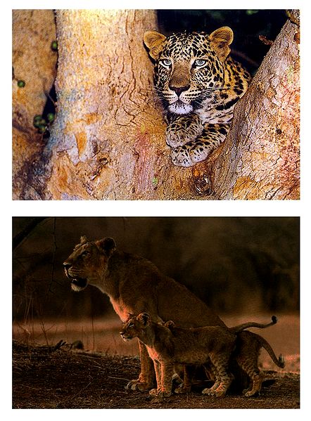 Lioness with Cub and Leopard - Set of 2 Pictures