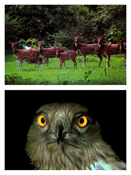 A Group of Deers and Owl - Set of 2 Pictures