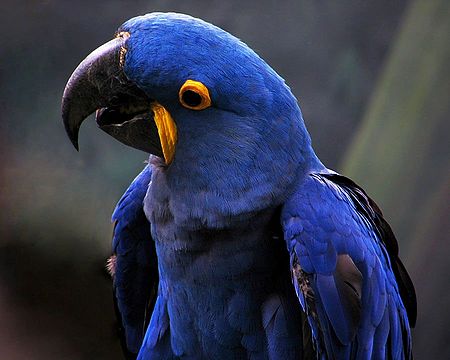 Blue Parakeet - Photographic Print