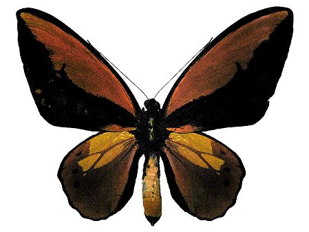 Brush-Footed Butterfly - Photographic Print
