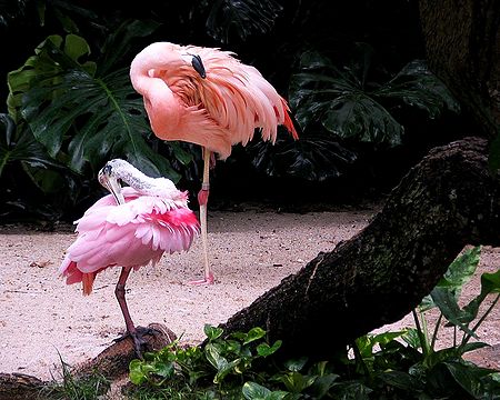 Flamingos - Photographic Print