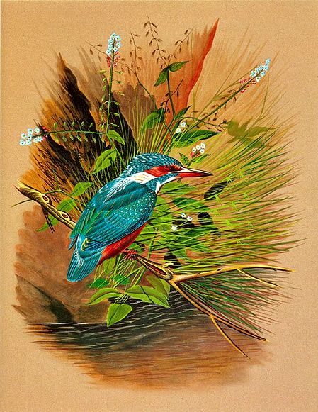 Colorful Kingfisher