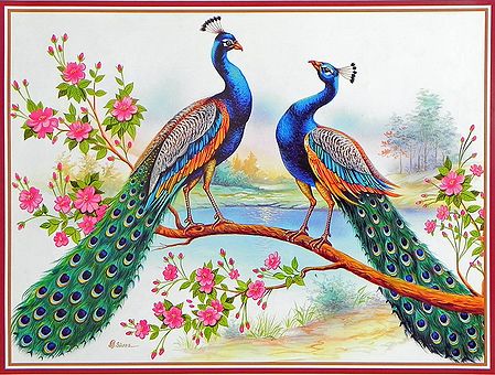 Peacock - Indian National Bird