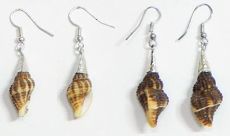 Two Pair Shell Earrings
