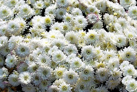 White Chrysanthemums - Photo Print