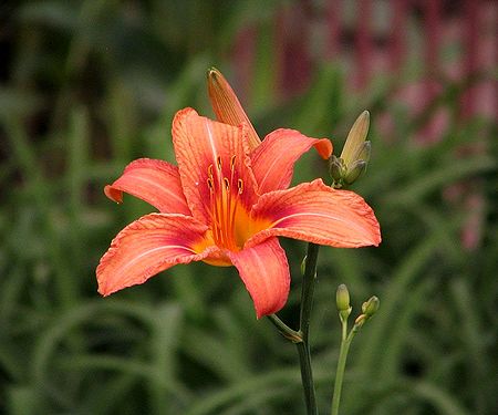 Saffron Lily