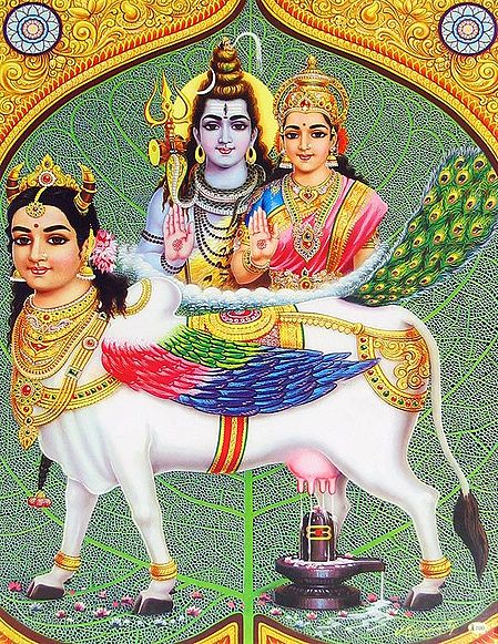 Kamadhenu - The Sacred Cow