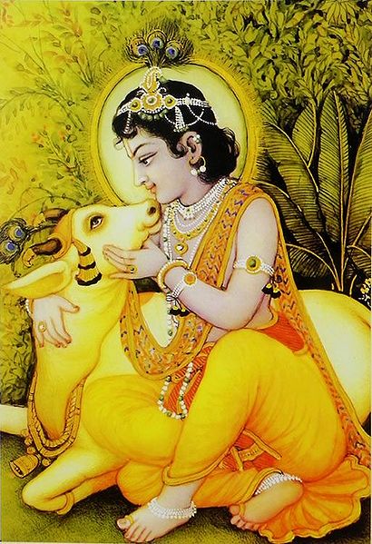 Krishna Petting Cow
