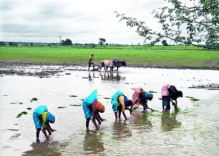 Indian Farmers
