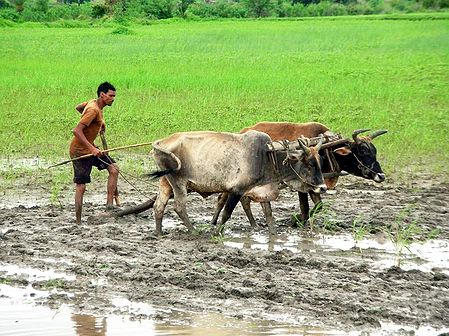 Farmer Ploughing Field near Sanchi - Madhya Pradesh, India