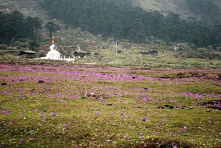 Blooming Primulas in Valley of Flowers, Yumthang - North Sikkim, India