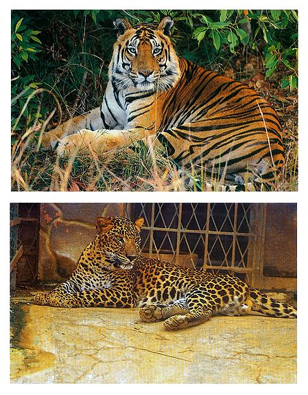 Royal Bengal Tiger and Hunting Cheetah - Set of 2 Postcards