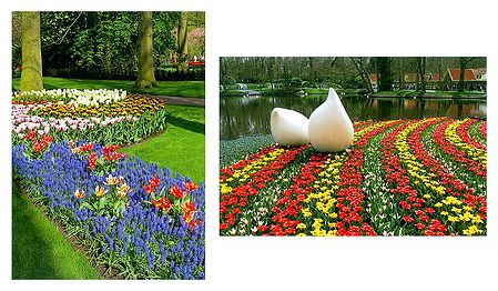 Keukenhof Garden in Netherlands  - Set of 2 Postcards