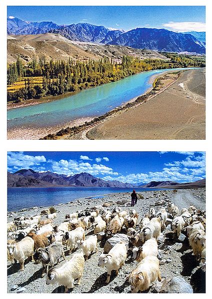 Indus River and Nomad with Flock, Ladakh - Set of 2 Postcards