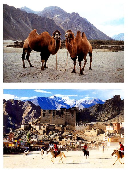Polo Match at Leh and Double Hump Camels in Nubra Valley, Ladakh - Set of 2 Postcards