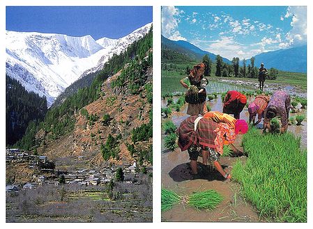 Himalayan View from Old Manali and Planting Rice, Kullu - Set of 2 Postcards