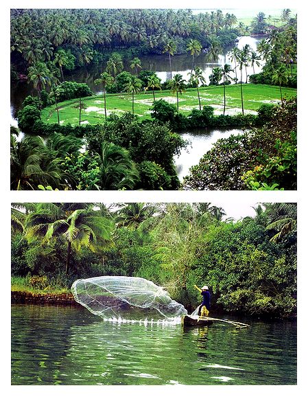 Coconut Groves and Fishing in River Sal, Goa, India - Set of 2 Postcards