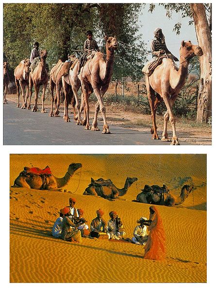 Rajasthan Desert and Camels - Set of 2 Postcards