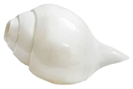 Blow Conch