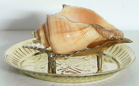 Conch On a Brass Stand