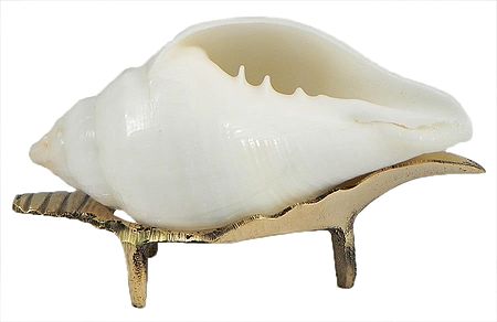 Jal Shankh - Conch On a Brass Stand to Hold Water