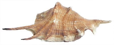 Common Spider Conch Sea Shell for Decoration