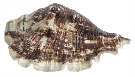 Queen Conch Sea Shell for Decoration