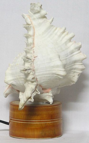 Conch Table Lamp
